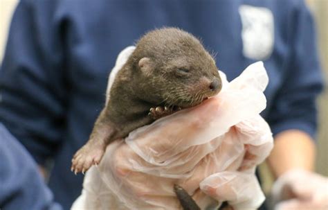 4 Baby River Otters Born At Roger Williams Park Zoo