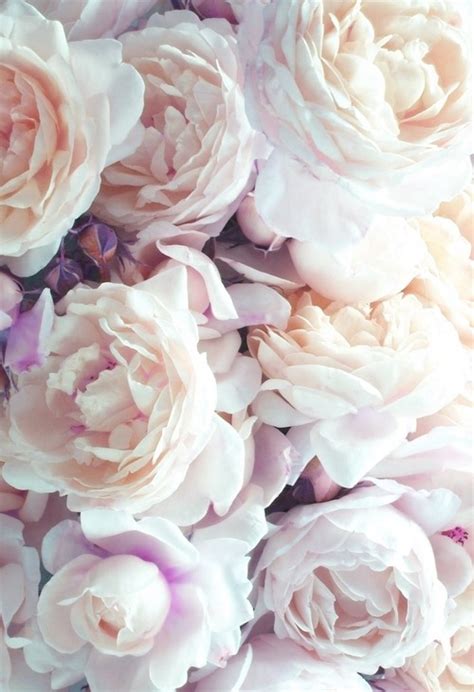 Floral iphone wallpapers top free floral iphone backgrounds. flower photography on Tumblr
