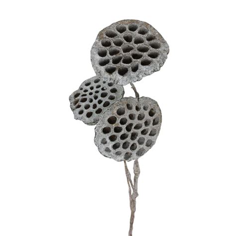 37 Gray And Black Glittered Artificial Lotus Pod Christmas Pick