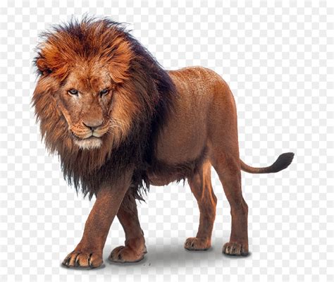 Lion Portable Network Graphics Clip Art Transparency Image Lion Png Download Free