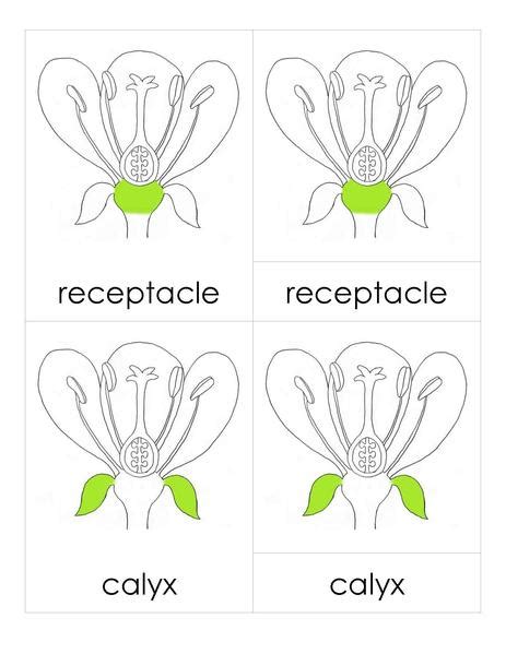 We did not find results for: File:3PC Flower Parts.pdf - Montessori Album