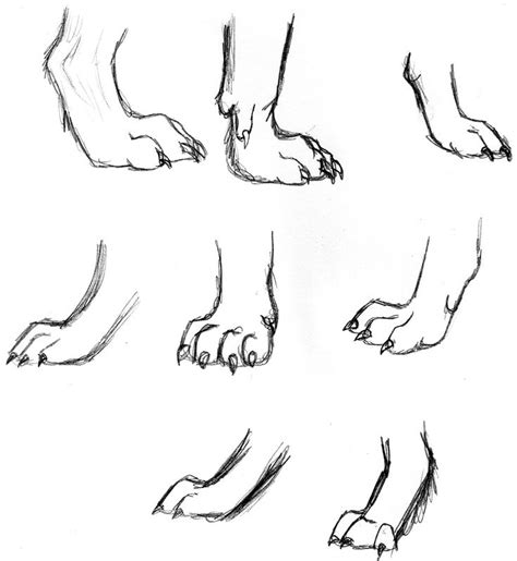 Wolf Feet Paw Sketch Wolf Drawing Easy Feet Drawing