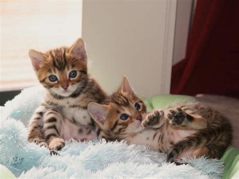 Cute Bengal Kittens Available For Adoption Watsaap At 971586625302