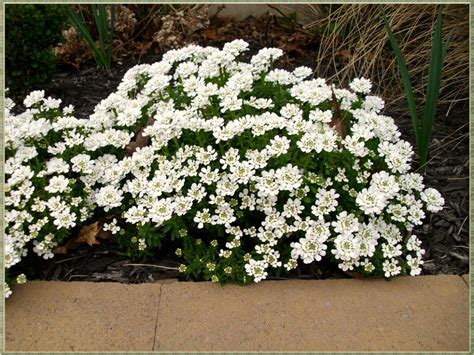 Perennial Plants For Winter And Spring Perennial Flowers Hgtv