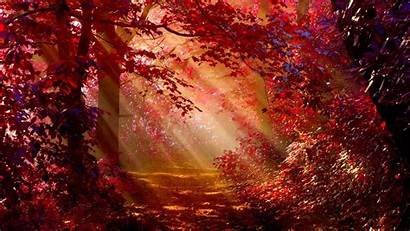 Forest Autumn Sunlight Wallpapers 1440p Resolution Nature
