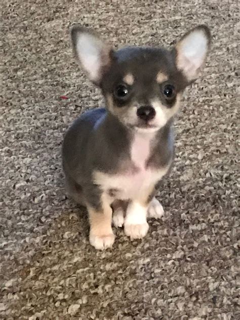 Matteson’s Tiny Chihuahuas - Chihuahua Puppies For Sale - Born on 11/04
