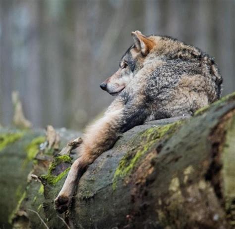 Gericht will zeitnah über Rodewalder Wolf entscheiden WELT