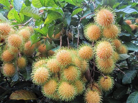 Rambutan (nephellium lappaceum) berasal dari malaysia dan indonesia. Sekadar Coretan..................: Musim Buah Kembali Lagi