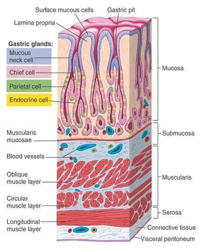 Stomach Lining Physiology Teaching Biology Human Anatomy And Physiology