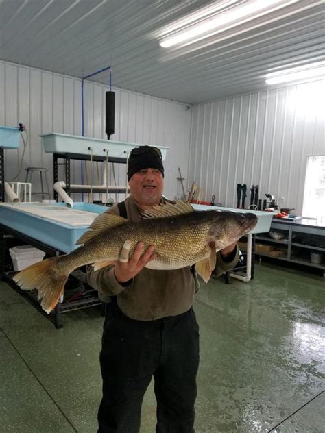 Casting on the western basin 60 to 76 degrees is prime. Allegany Reservoir Walleye - Lake Erie Fishing Reports ...