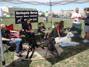 Is based in dayton, ohio and we work with other groups & shelters in ohio, kentucky, and indiana. Great Dane Rescue in Ohio: Harlequin Haven Great Dane Rescue
