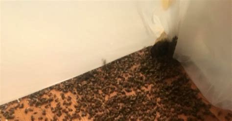Woman Spots Honey Dripping Down Her Walls Only To Discover 35000