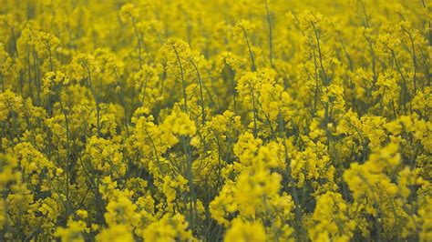 Yellow Rapeseed Flowers Field Flowers Hd Wallpaper Peakpx