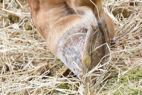 Splints In Horses Symptoms Causes Diagnosis Treatment Recovery