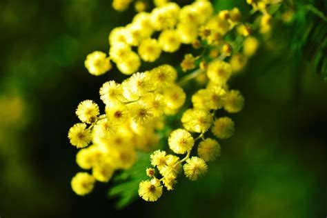 Yellow Mimosa Flowers Stock Photo 01 Free Download
