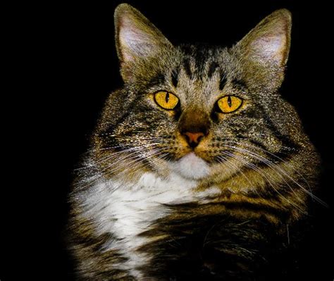 Maybe you would like to learn more about one of these? American Bobtail Cat Breed Information, Pictures ...