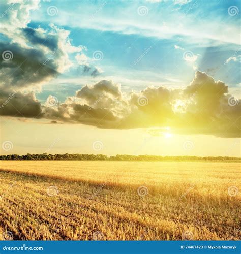 Harvesting Field And Sunset In Clouds Stock Image Image Of Crop