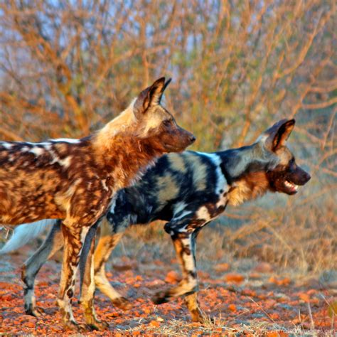 African Wild Dogs On A Hunt Mira Terra Images Travel Photography