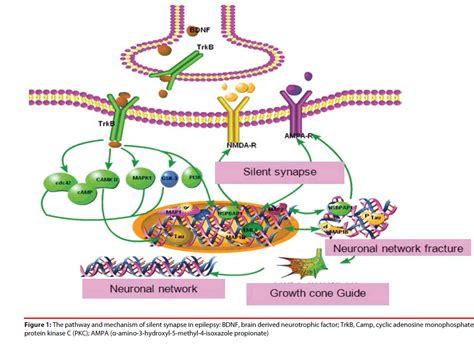 Ligand gated ion channel ligand gated ion channels enzyme linked receptors signal transduction pathways cyclic adenosine monophosphate. Silent synapse activation in epilepsy