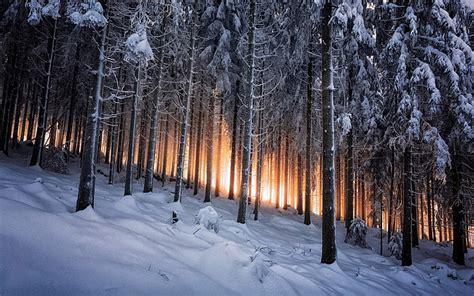 Hd Wallpaper Nature Trees Sunlight Winter Snow Forest Pine Trees