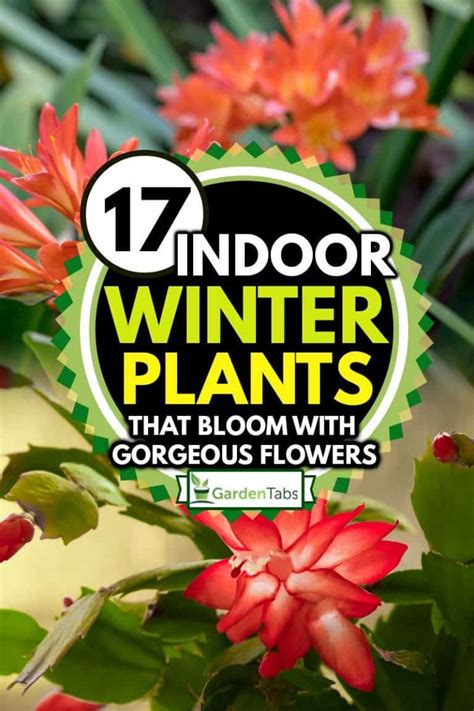 17 Indoor Winter Plants That Bloom With Gorgeous Flowers