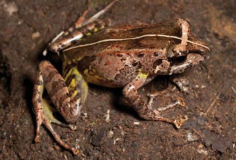 Horned Forest Frog Alchetron The Free Social Encyclopedia