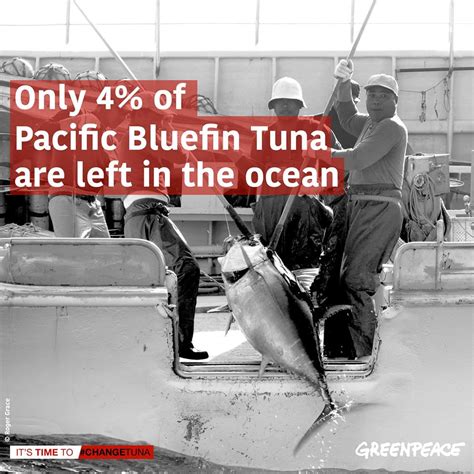 Greenpeace On Twitter Things Dont Look Good For Bluefin Tuna