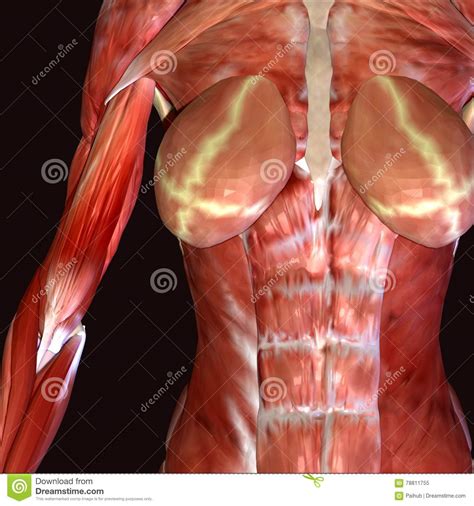 Download 833 woman human body free vectors. 3d Illustration Female Human Body Stock Illustration ...