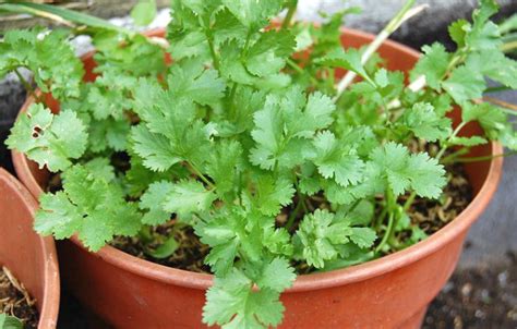 Here Is How To Grow Cilantro In A Pot