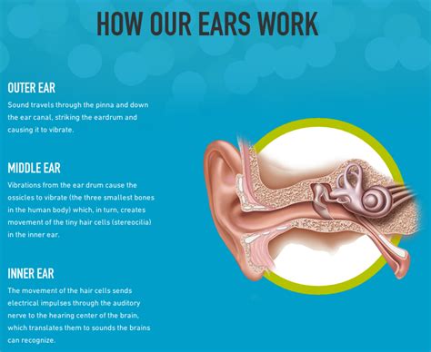 Human Ear Human Body Ear Sound Hearing Health Middle Ear