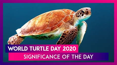 World Turtle Day 2020 Significance Of The Day That Raises Awareness