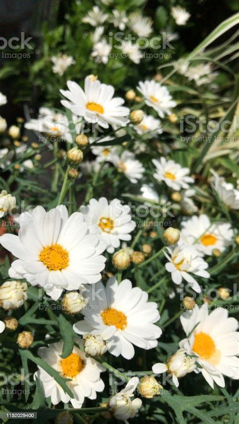 Image Of Yellow And Whites Daisies In Flower As Wallpaper Background