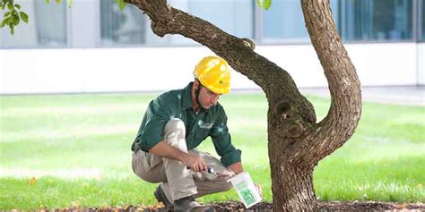 What Does Your Tree Need Tree Care Pta