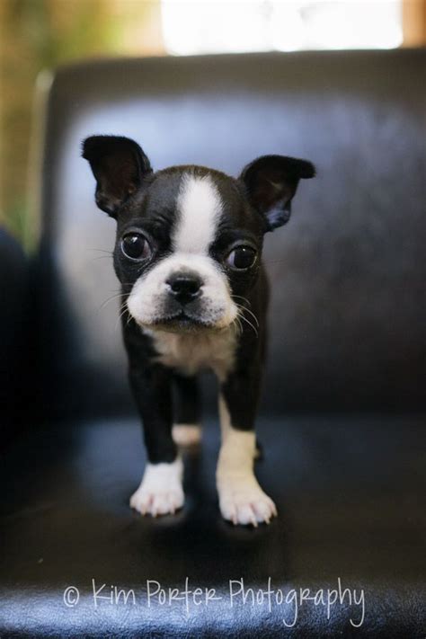 40 Of The Cutest Pictures Of Boston Terrier Puppies Boston Terrier