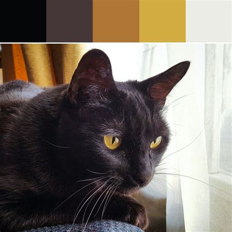 《black Cat Palette》 Paint Color Schemes Colour Pallete Color Themes