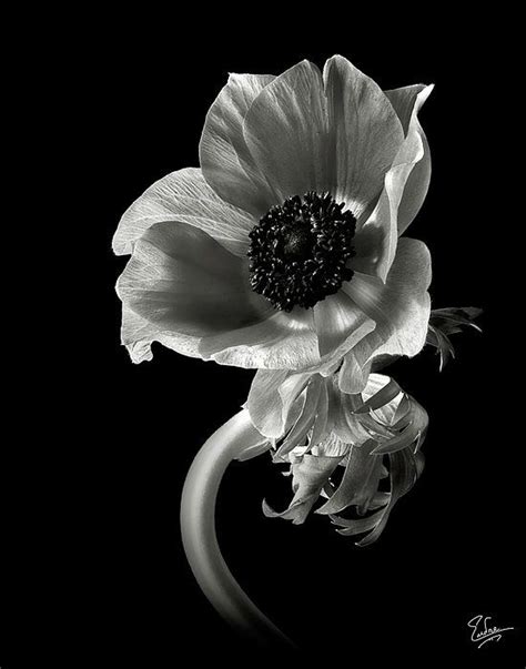 Anemone In Black And White By Endre Balogh Black And White Flowers
