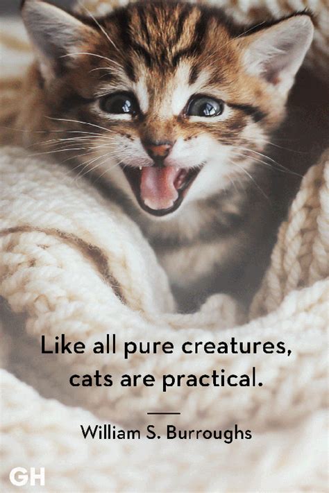 25 Best Cat Quotes That Perfectly Describe Your Kitten