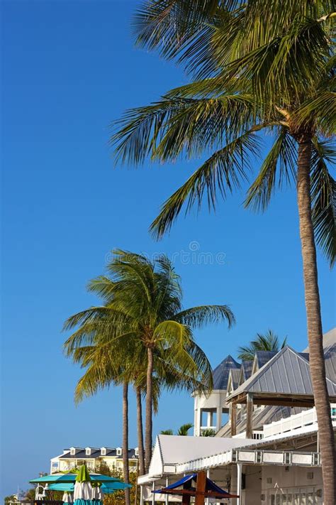 Tropical Tall Under The Sun In Key West Florida Usa Stock Photo