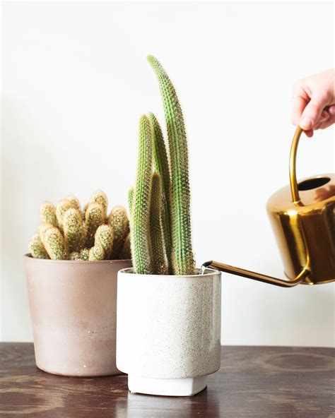 Zo Verzorg Je Je Planten In De Zomer Intratuin Propagating Cactus