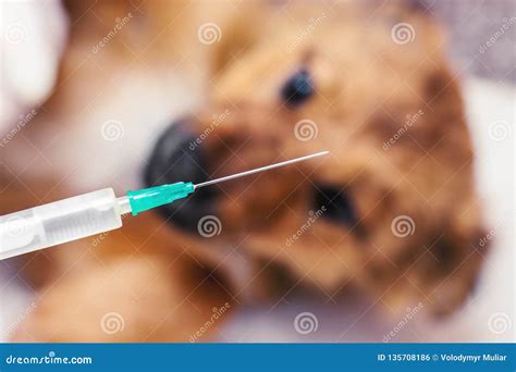 The Veterinarian Holds The Syringe To Inject An Ill Dog Stock Photo