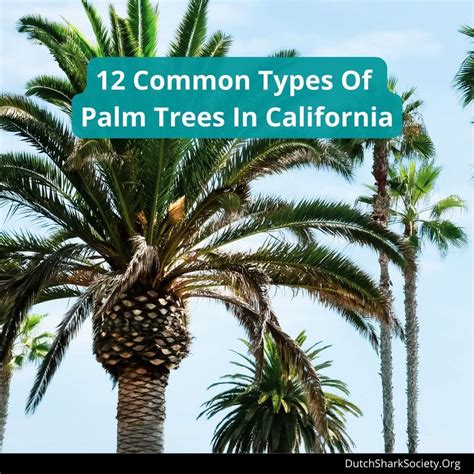 12 Common Types Of Palm Trees In California Dutch Shark Society