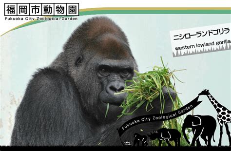 Fukuoka Zoo Opens New Section Fukuoka Now