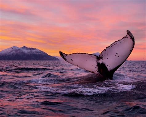 You Have To See These Unbelievable Photos Of Whales Off Norway Coast