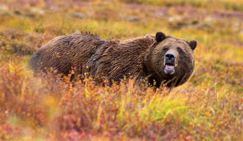 Wyoming Will Allow Yellowstone Grizzly Bears To Be Hunted For The First