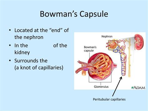 Ppt Urinary System Powerpoint Presentation Free Download Id2241524