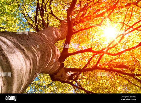 Sunlight Through High Branches Hi Res Stock Photography And Images Alamy