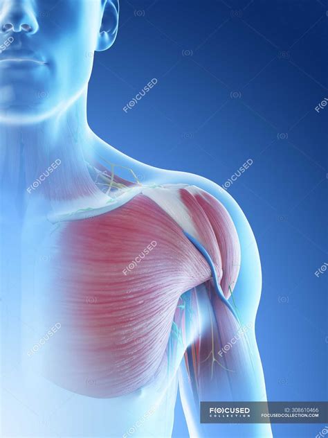 Male Shoulder Anatomy And Muscular System Digital Illustration — Rear