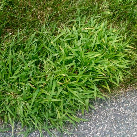 6 Foolproof Steps To Get Rid Of Crabgrass Once And For All