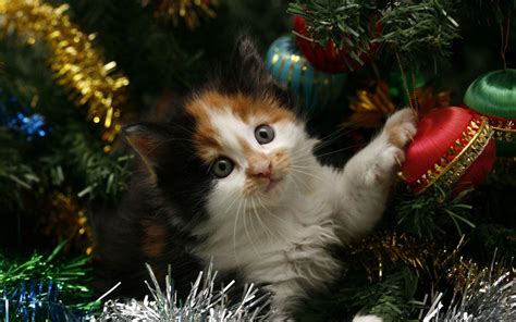 Kitten Hiding In The Christmas Tree Wallpaper Animals Wallpaper Better