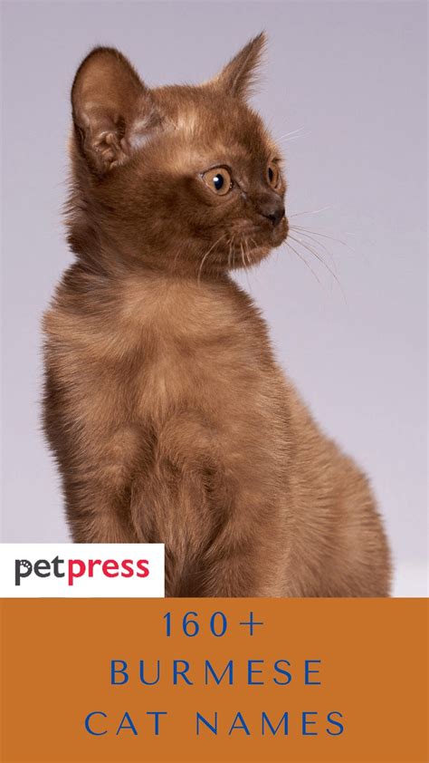 Burmese Cat Names 160 Best Names For Burmese Cats Petpress